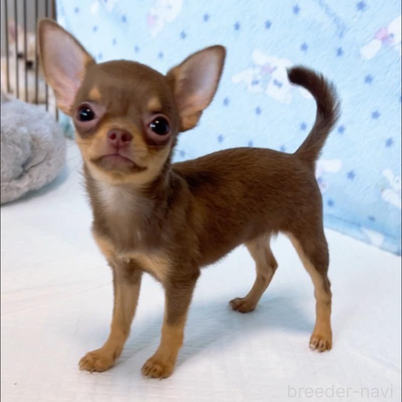 成約済の山口県のチワワ(スムースコート)-410306の3枚目